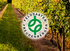 Weinbaubegrünung